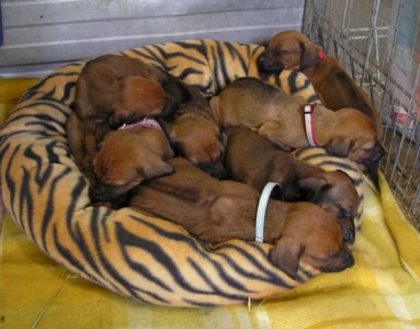 Pups in the puppy bed 4 weeks
