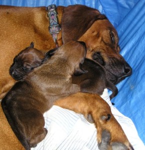 Mum and Pups 