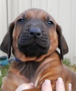 blue boy 4 weeks